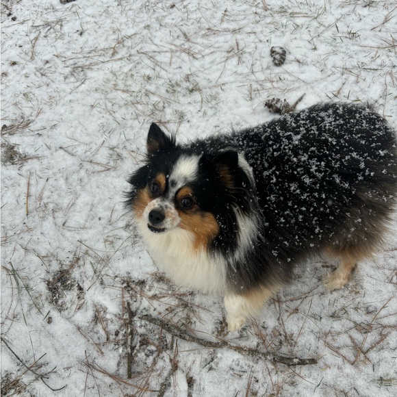 Meet your Posher, Rebekah - Picture 4 of 6